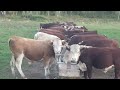 Бычки на летнем пастбище🐂