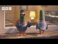 Who knew pigeons were such big fans of The Traitors?! 😂 | Things We Love - BBC