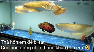P3 Cách nuôi cộng đồng cá rồng nước trong sạch. How to build a community Arowana and clean water. P3