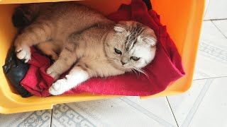 use yellow box for the cat house cat  very like || record with my cats life