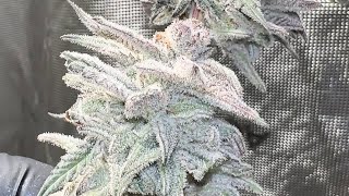 Seed To Harvest- Inhouse Genetics Black Cherry Punch and Slurricane #7 S1