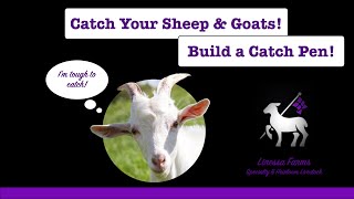 Catch Sheep and Goats Anywhere!  How to Build an Inexpensive Catch-Pen on Your Farm Today!