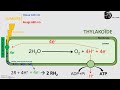 La phase photochimique de la photosynthèse dans le chloroplaste