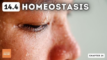 IGCSE Biology - Homeostasis (14.4)