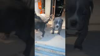 6 Weeks Old Pitbulls For Sale