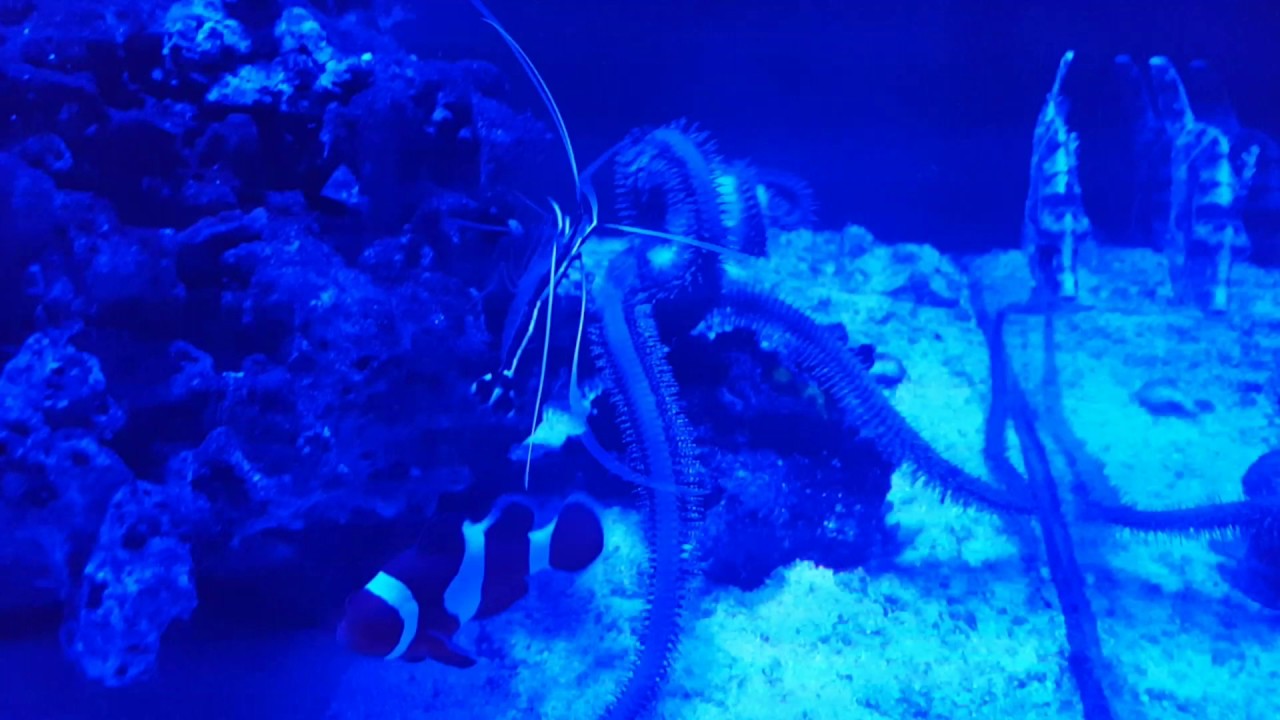 Feeding Large Brittle Starfish in my Evolution Aqua 1500 Marine Tank