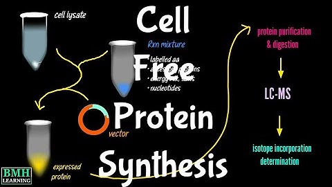 Cell Free Protein Synthesis | Cell Free Protein Expression | CFPS | Cell Free Technology |