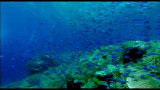 Sharkwater 2006 Trailer