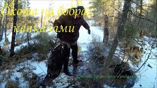 Охота на бобра капканами . Бобр в КП250. Hunt for the beaver by traps. Beaver in KP250. Охота на бобра капканами . Бобр в КП250. Hunt for the beaver by traps. Beaver in KP250.