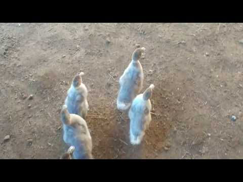 Muscovy Ducklings Learning their Way Around Fucntional Rustic