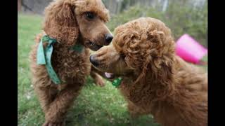 Red standard poodle puppies at almost 7.5 weeks - two more enjoying the yard by Debra Pohl 296 views 5 years ago 2 minutes, 14 seconds