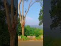 Siliguri to Darjeeling road #shortvideo #love #nature #new
