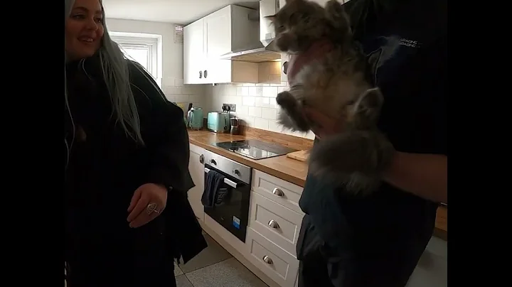 Watch the video about I was lucky enough to meet a very special Siberian Forest Cat named Merlin.