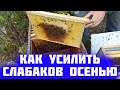 Как подсилить слабую семью. Как усилить слабые отводки пчел осенью