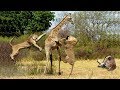 Mother Giraffe Take Down Five Lions To Protect Her Baby | Lion Hunting Fail