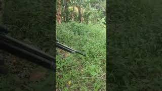 Caceria De Sereque Con Chiflido.