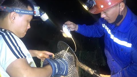 Bị chuột cắn đau nhưng vẫn ham vì chuột quá nhiều .