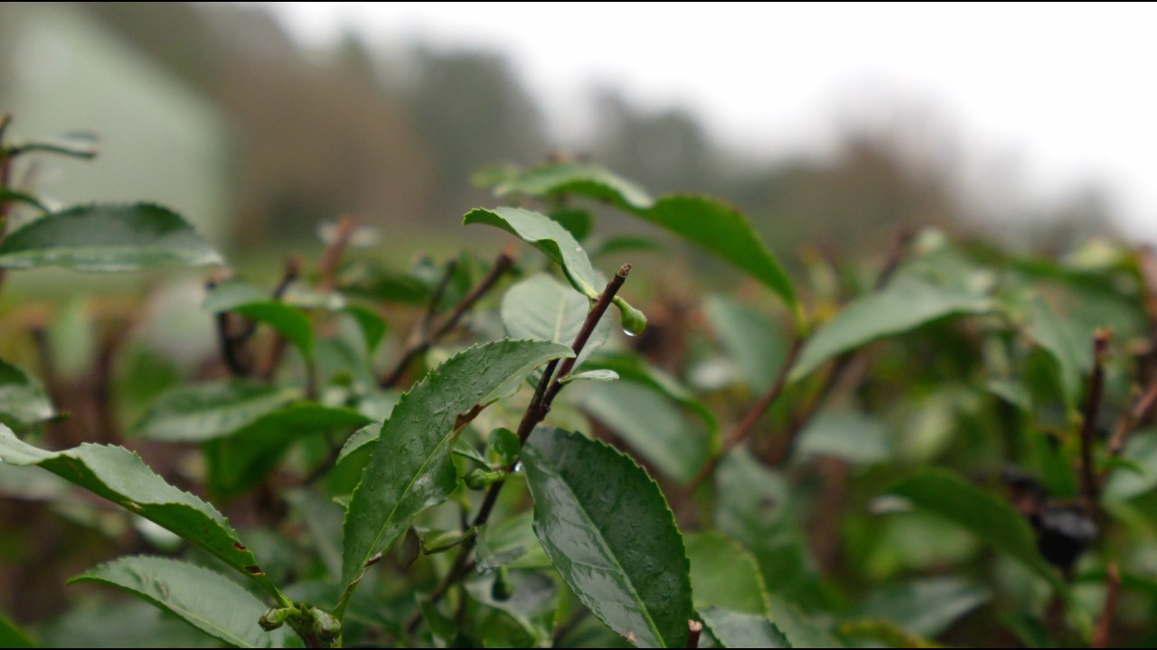 The Story Behind the Tea