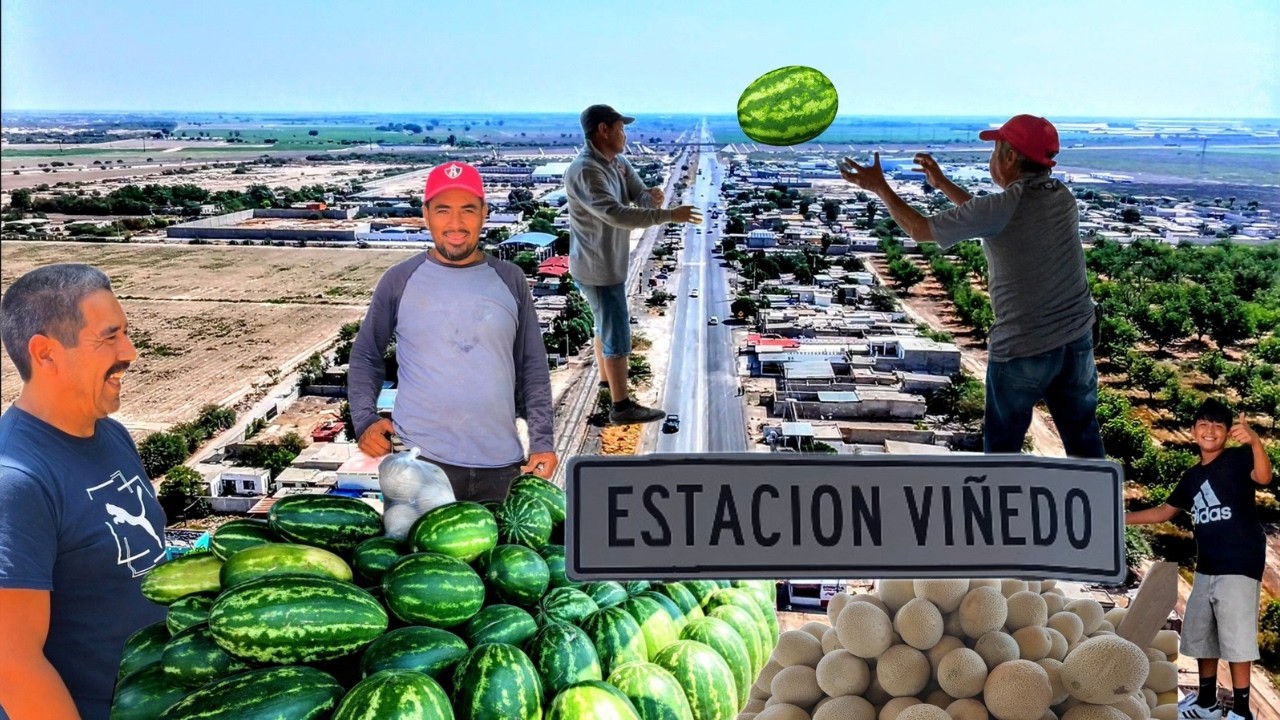 ESTACION VIÑEDO, LLEGO LA TEMPORADA DE MELONES Y SANDIAS
