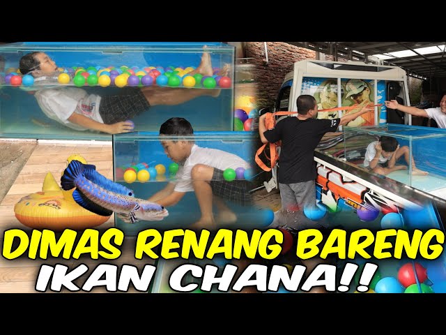 MALAH RENANG!! DIMAS DISURUH JAGA AQUARIUM MALAH RENANG BARENG CHANA class=