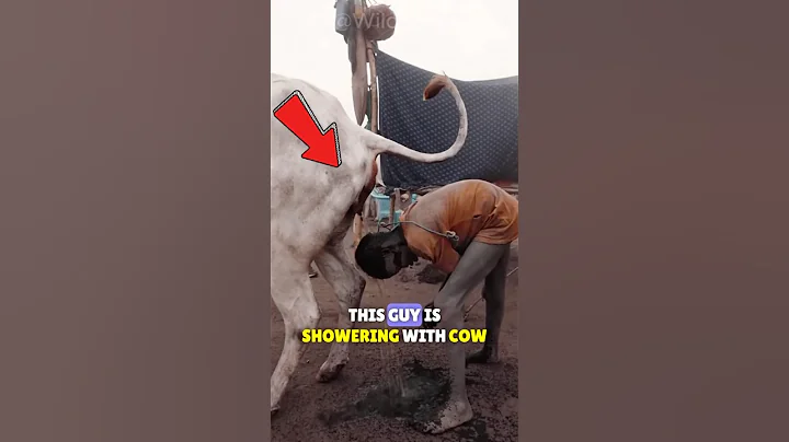 Tribe In Africa Showers With Cow Urine!🐄🚿 #shorts