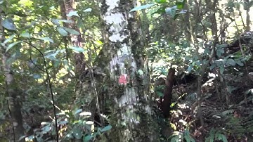 Cuộc dã ngoại kì thú lên VQG Ba Vì 1