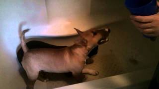 The Adventures Of Cleatus The English Bull Terrier Dixie Bath