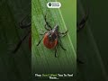 Tick saliva contains natural pain-relieving compounds that can help them stay attached!