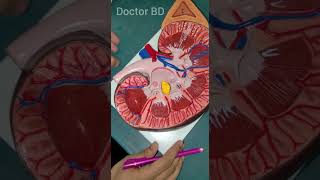 Kidney model complete demo for Anatomy viva | MBBS students| Anatomy | Viva Exam #kidney #anatomy