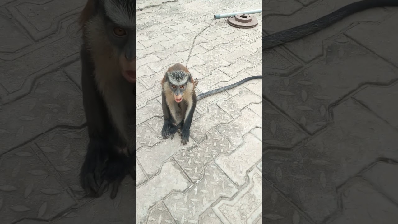 Mona monkey needs a new home| still wild, if interested contact me.