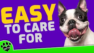 Top 7 Small Dogs That Are Easy to Take Care of  Dogs 101