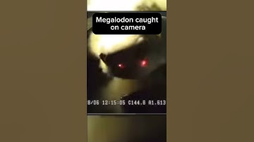 Megalodon caught on camera