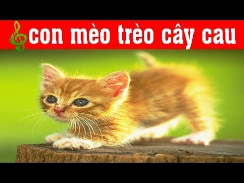 Video Chú Mèo Con - Con Mèo Mà Trèo Cây Cau - Rửa Mặt Như... - youtube