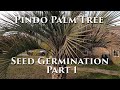 Pindo Palm Tree Seed Germination (part 1) #pindopalm #jellypalm #palmtrees #germinatingseeds #palm