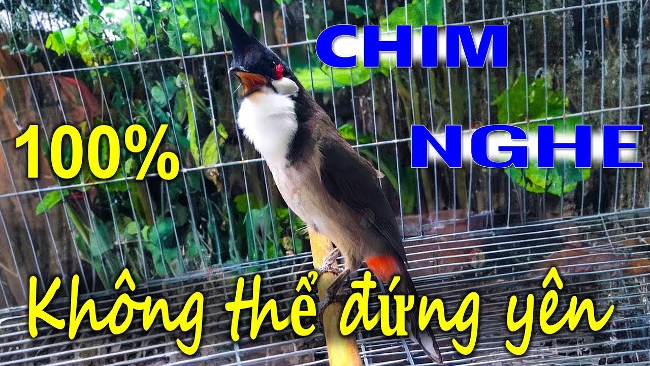 Kích Chào Mào Hót Ché |Kích chào mào hót đấu.Luyện giọng hay ép bổi sổ bọng và căng lửa,chào mào hót