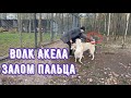 Канадский волк Акела сделал болевой приём на палец. Якутский волк братиш с каждым днём МАТЕРЕЕТ.