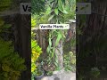 Vanilla Plants || BJB NURSERY