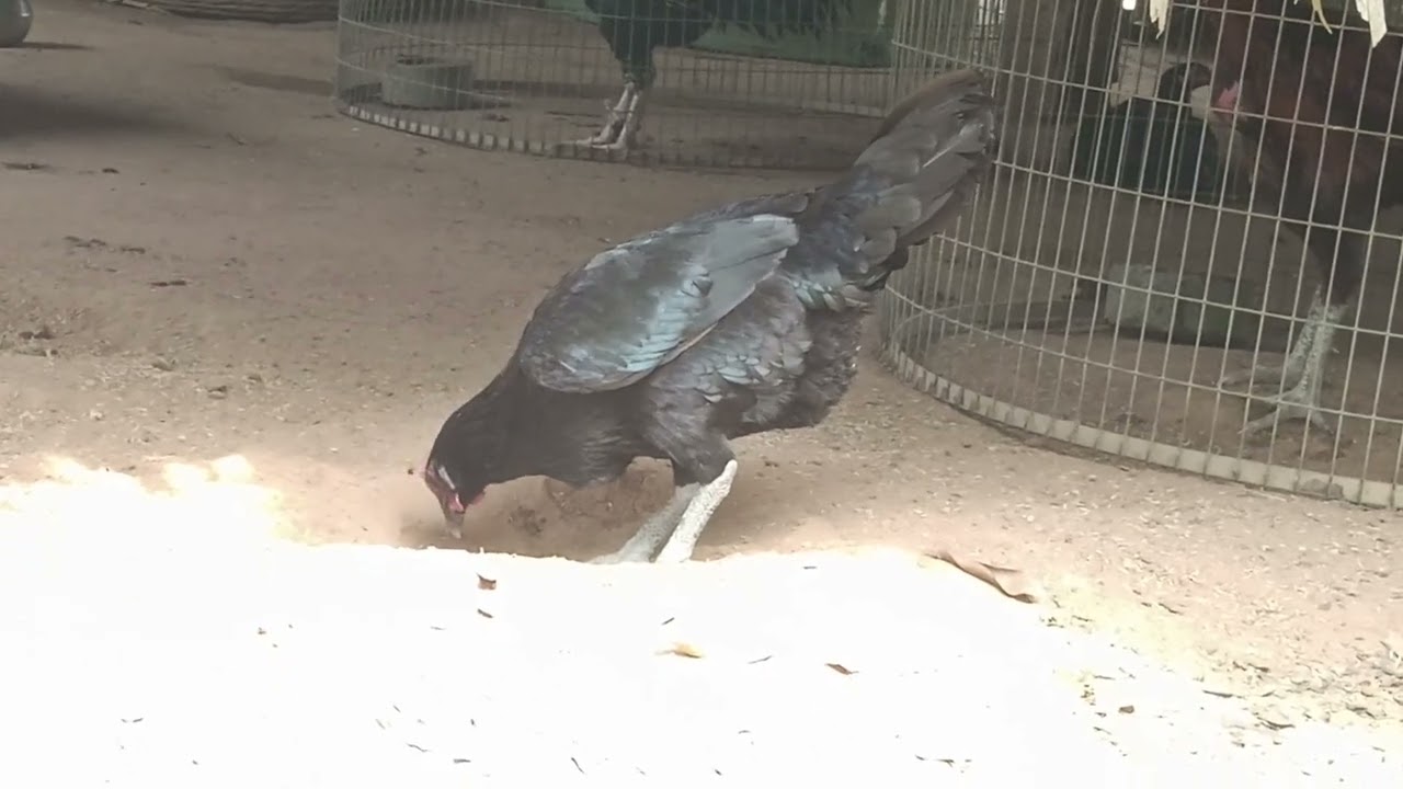 Peru Cross 🫵🙈🫣