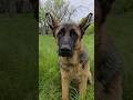 😁You will have beautiful ears! Teenage German Shepherd Ram. Funny dog.