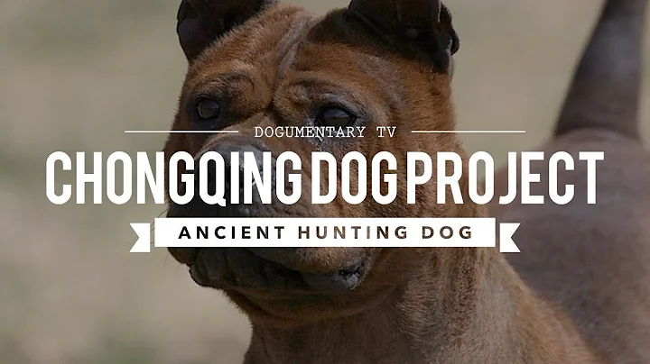 ALL ABOUT CHONGQING DOG: ANCIENT CHINESE  BULLDOG - DayDayNews