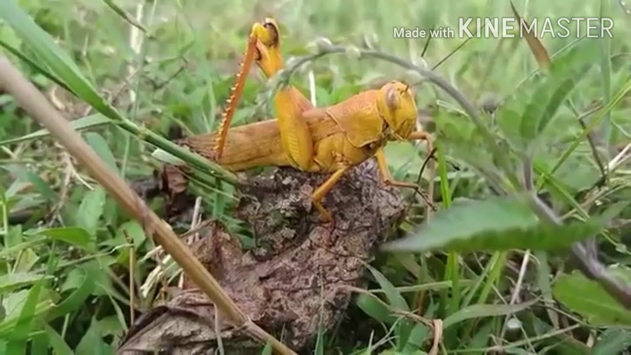 Dunia binatang  mengenal nama  hewan  semut belalang  kadal 