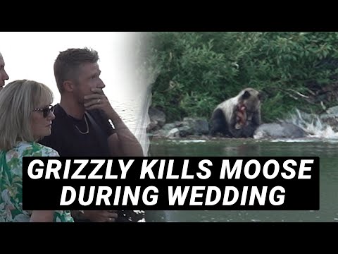 Grizzly Bear Kills Moose During Wedding - The Wedding Videographer's Take