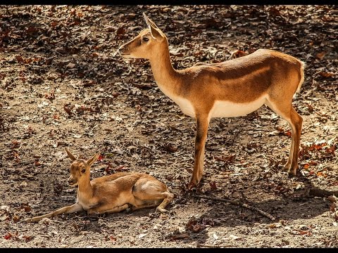 فيديو: محمية وادي الغزلان الصخرية في شمال فينيكس