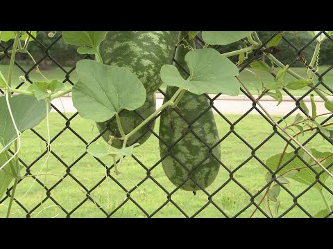 Video: Volonteer Plants - Šta su Plant Volunteers in the Garden