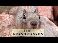 Grand Canyon | Minute With Albert | Episode 23