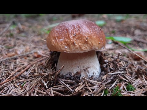 Белые грибы в еловом лесу! Грибы 2019!
