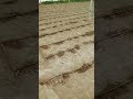 drip irrigation system in pollyhouse #youtubeshorts #irrigation #pollyhouse #agriculture #farming