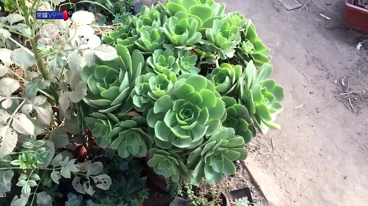 【小花匠】多肉世界，這裡面的多肉植物，你養過幾種？ - 天天要聞