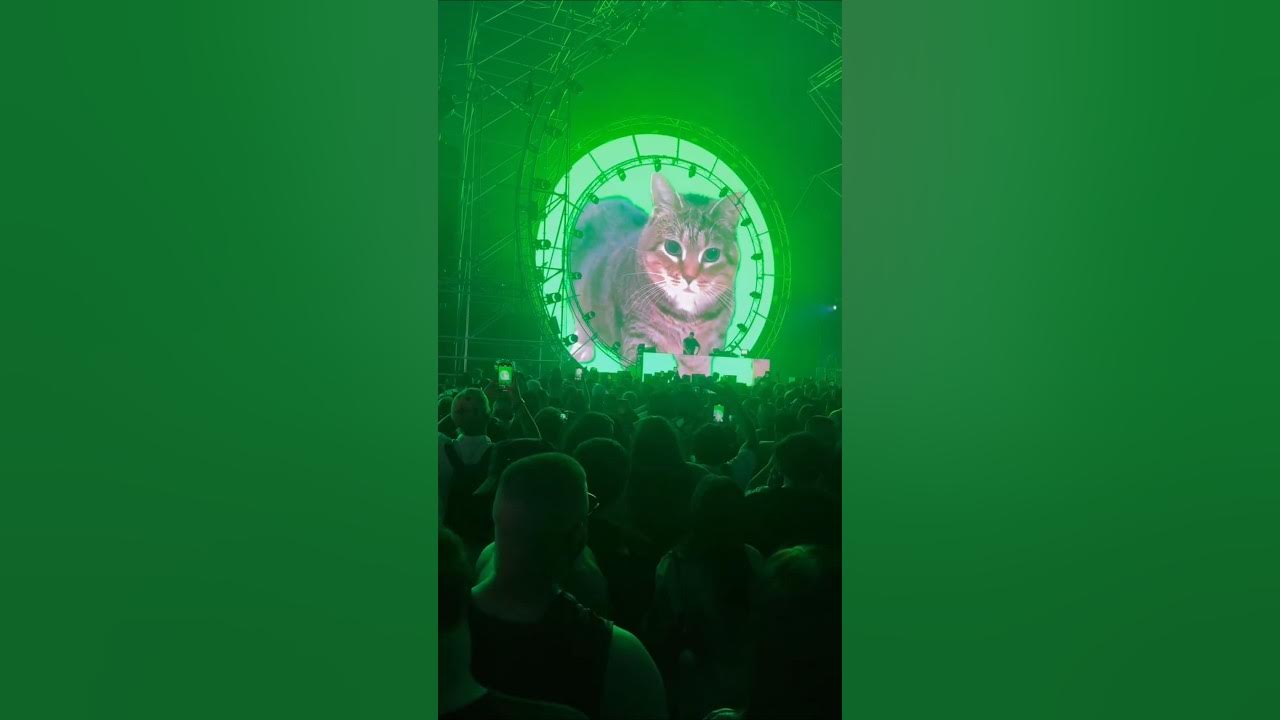 W&W playing "OIIA OIIA (Spinning Cat)" live #wandw #live #cat W&W playing "OIIA OIIA (Spinning Cat)" live #wandw #live #cat