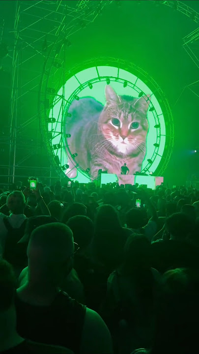W&W playing 'OIIA OIIA (Spinning Cat)' live #wandw #live #cat